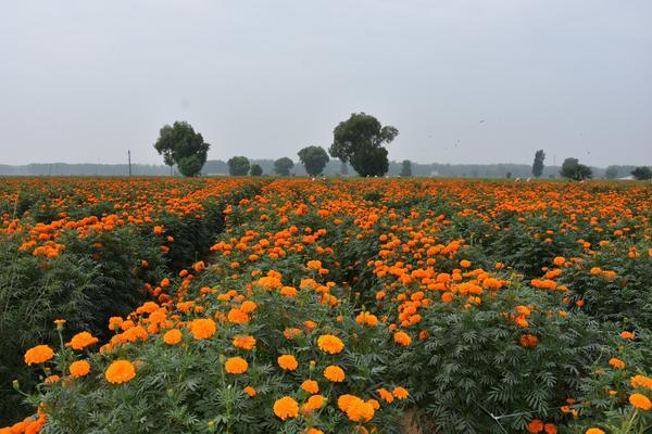 春看油花秋赏菊，黄河岸边庆余年