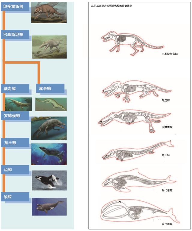 齿鲸的特点