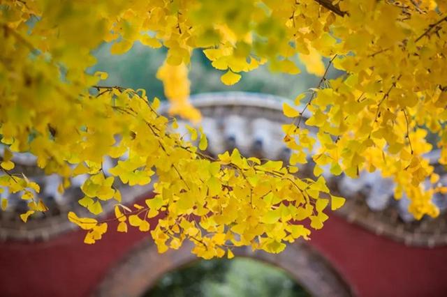 日照必打卡的景点（日照这里美成仙境）(9)