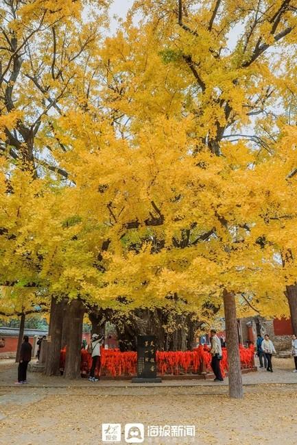 日照必打卡的景点（日照这里美成仙境）(28)