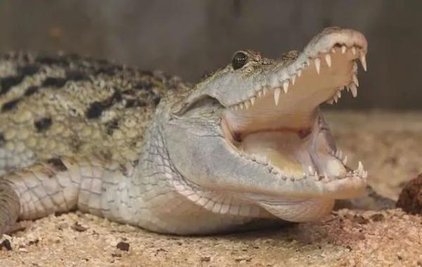 爱马仕将在澳洲建最大鳄鱼养殖场「爱马仕鳄鱼皮女包」