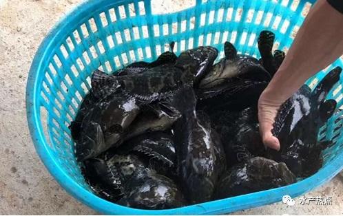 石斑鱼市场价是多少钱一斤