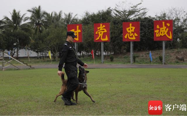 警犬图片