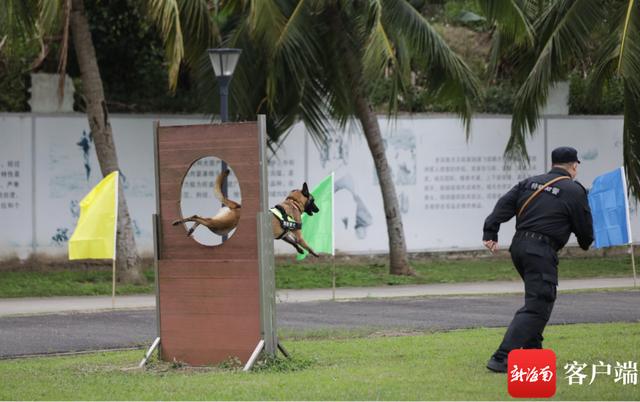 警犬图片 警犬图片（警花与警犬图片） 动物