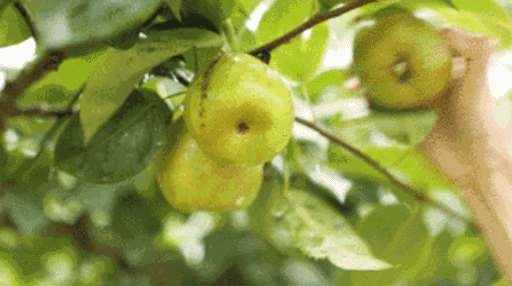 什么身体乳能吸引异性