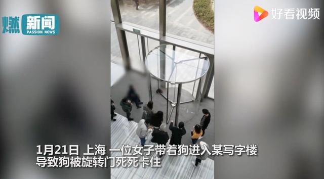 宠物狗被卡旋转门女子倒地哭喊 宠物狗被卡旋转门女子倒地哭喊（狗狗被卡旋转门） 动物