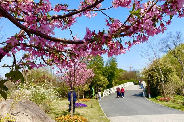 上海顧村公園櫻花節,上海顧村公園櫻花什麼時候開(2023上海櫻花節攝影