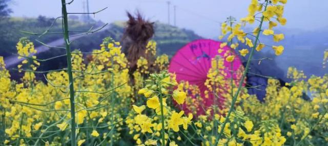 油菜花的花语