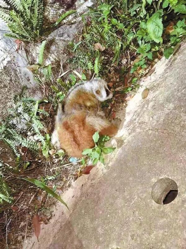 倭蜂猴（倭蜂猴图片） 动物