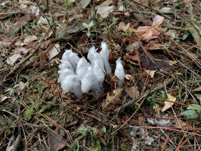 杭州发现罕见幽灵草晶莹剔透洁白无瑕传说中的幽灵兰现身杭州温州多地