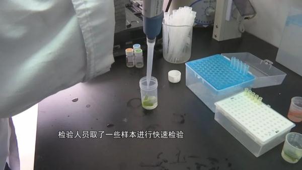 合肥惊现“染色葱”?记者暗访调查，检验人员取样检测8