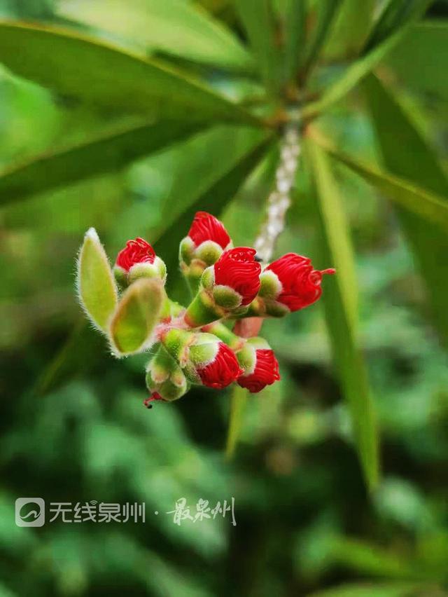 柳树开花吗什么时候开花