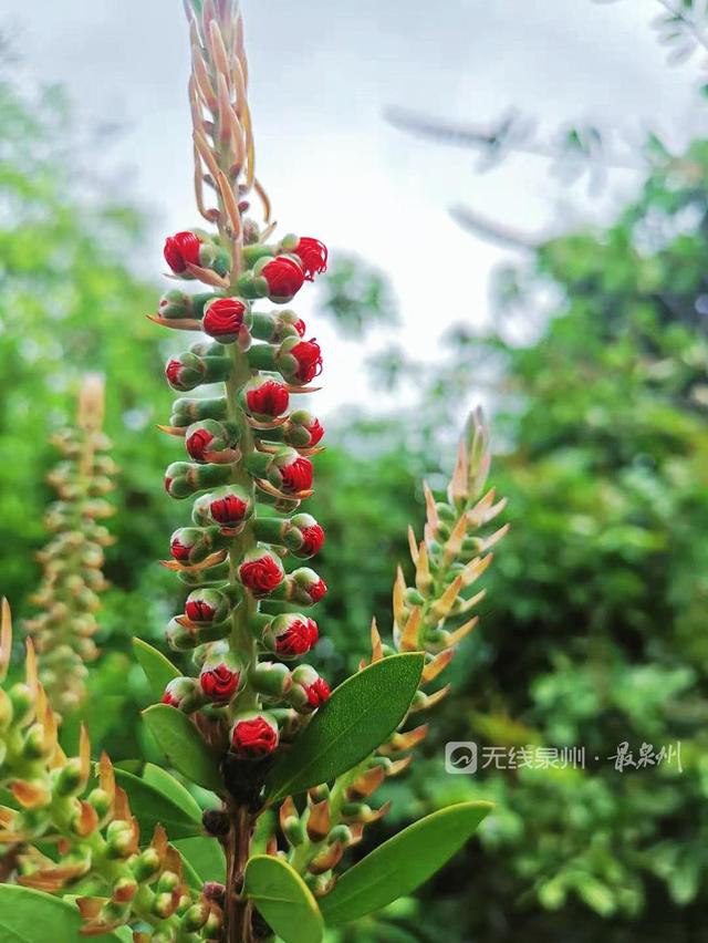 柳树开花吗什么时候开花