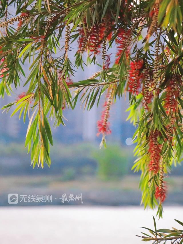 柳树开花吗什么时候开花