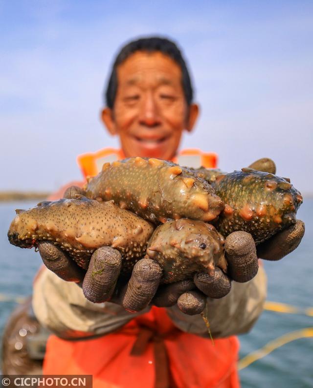 山东海参