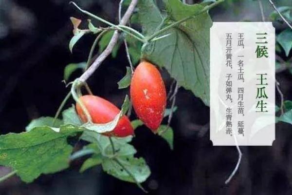 孟夏是农历几月