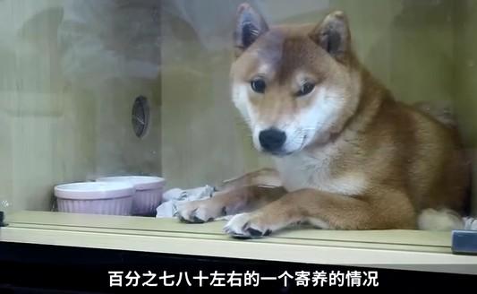 上海宠物用品