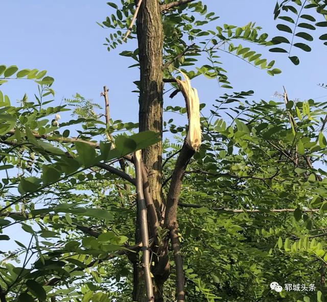 临沭爱吃槐花的人，注意了！再不看就晚了...