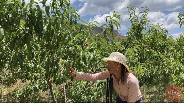 被夸赞的“妞妞桃”到底是啥？攀枝花市米易县这场采摘节上揭晓答案1