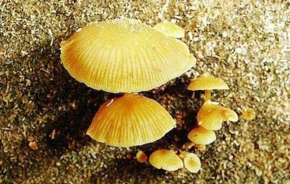 湘潭洗砂脱水一体机