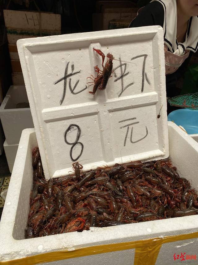  今日成都小龙虾最低8元一斤，你“小龙虾自由”了么？