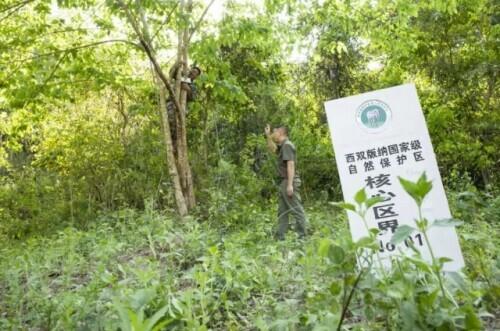 象是哪个民族的生肖