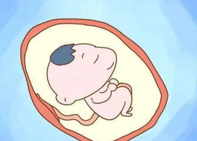 上海仁济医院见证宝宝胚胎发育过程仁济医院有