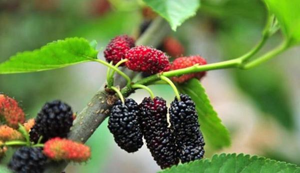 桑葚好吃，并非百无禁忌