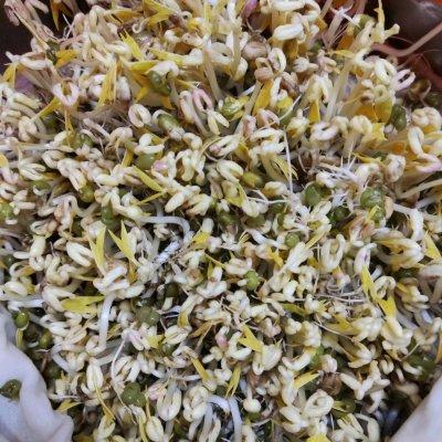 绿豆芽怎么发又粗又快，自发绿豆芽的方法？