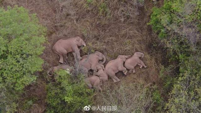 大象睡觉 大象睡觉（梦见抱着大象睡觉） 生活