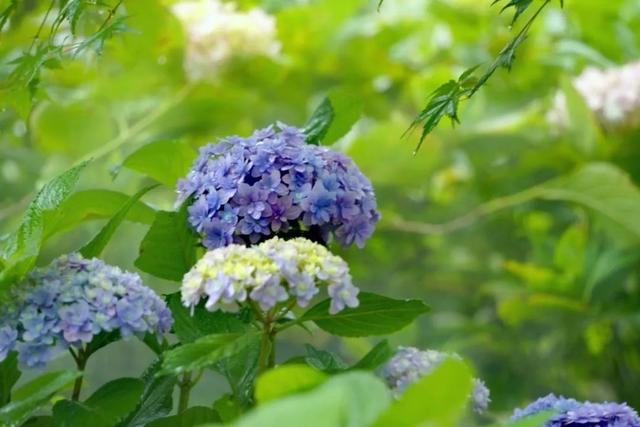 八仙花