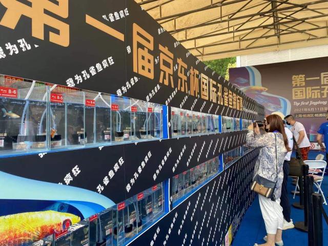 孔雀鱼比赛怎么参加（350对孔雀鱼“佳丽”同场比美 第一届京东杯国际孔雀鱼锦标赛火热进行中）-华海博客
