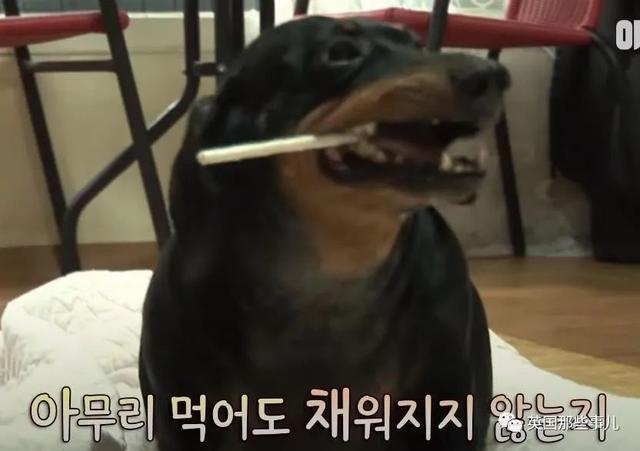 世界上最忧伤的狗 世界上最忧伤的狗