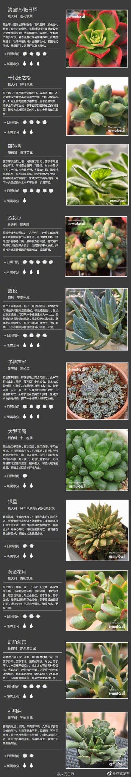 肉肉植物 肉肉植物（多肉植物种类） 生活