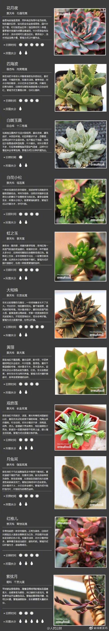 肉肉植物 肉肉植物（多肉植物种类） 生活