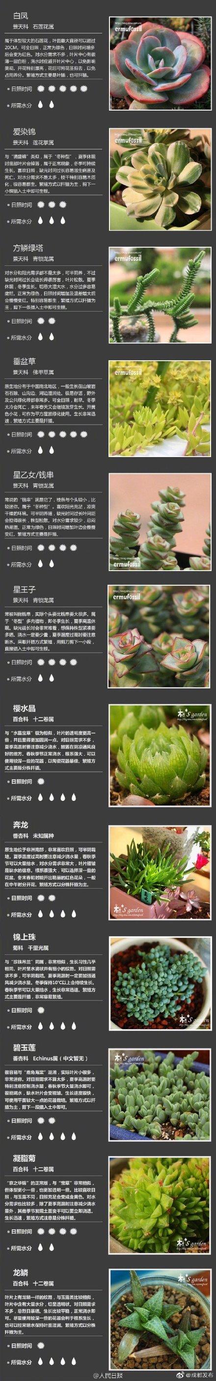 肉肉植物 肉肉植物（多肉植物种类） 生活