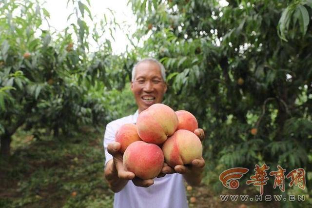 村民急等客商来！西安高新区九峰镇魏家庄百亩水蜜桃熟了1