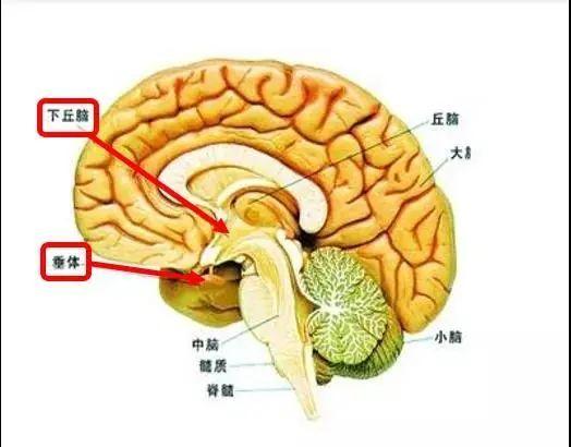我家宝宝不长个怎么办？这几类检查了解一下
