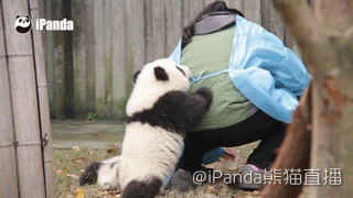 熊猫降级,熊猫降级了是怎么回事