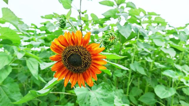 向日葵花期 向日葵花期（向日葵花期是什么时候） 生活