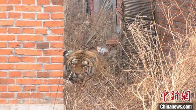 中国熊猫有多少只（降级了的大熊猫还是国宝吗）