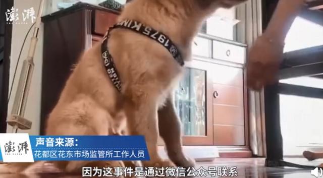 广州金毛犬价格 广州金毛犬价格（广州进贸通供应链有限公司怎么样） 动物