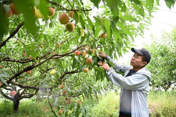 福建哪里水蜜桃最有名「福安葡萄几月份成熟」
