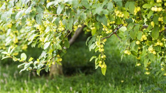 山東好景｜濟南植物園享受初秋的寧靜