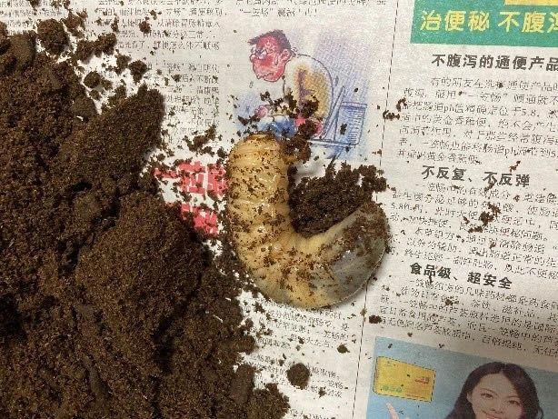 和孩子一起读书，养昆虫，认识大自然