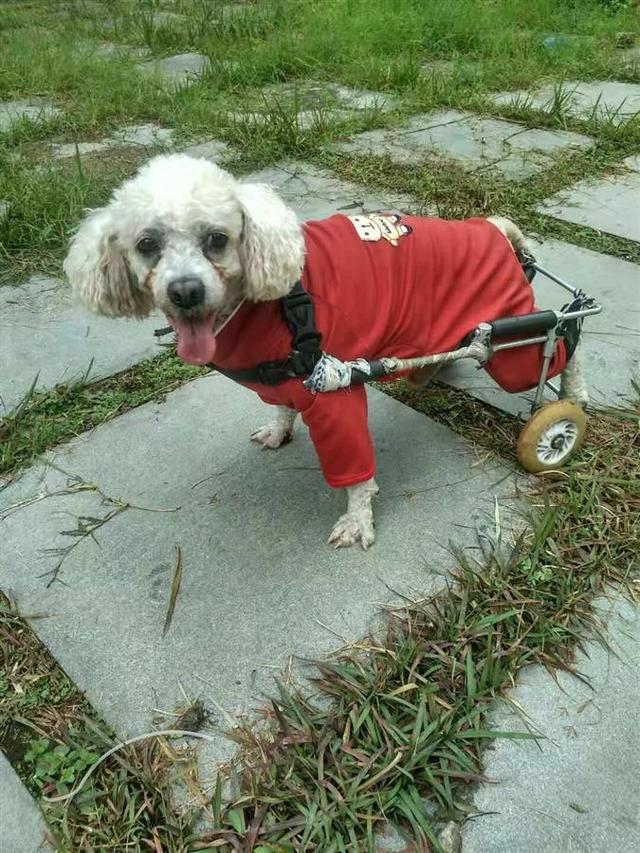 励志狗