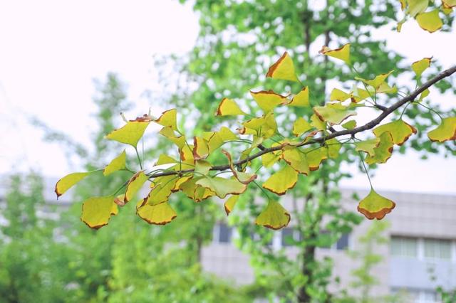 秋已至暑未减，热湿燥共存，适合煲什么汤？