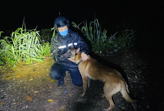 破防！眼镜蛇突袭，云南一警犬挡在民警身前不幸牺牲……