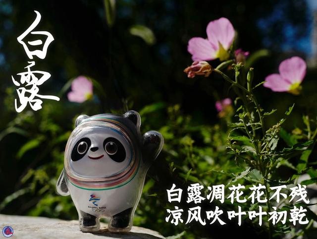 白露是什么时候的节气(白露节气的代表植物)