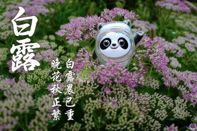 白露是什么时候的节气(白露节气的代表植物)